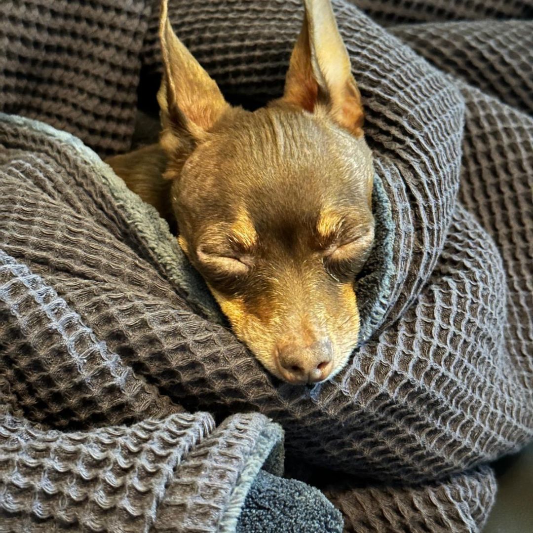 Wie Kuscheldecken zu einer besseren Schlafqualität beitragen